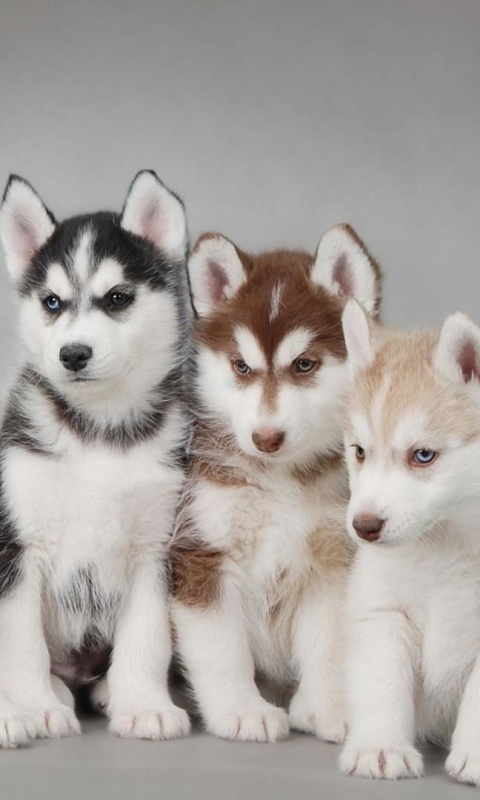 Download mobile wallpaper Dogs, Animal, Husky for free.