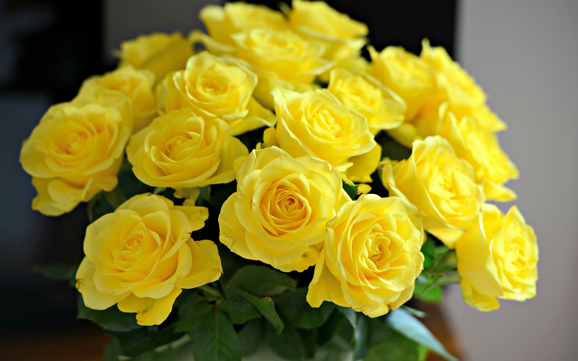 387543 descargar fondo de pantalla tierra/naturaleza, rosa, flor, flor amarilla, rosa amarilla, flores: protectores de pantalla e imágenes gratis