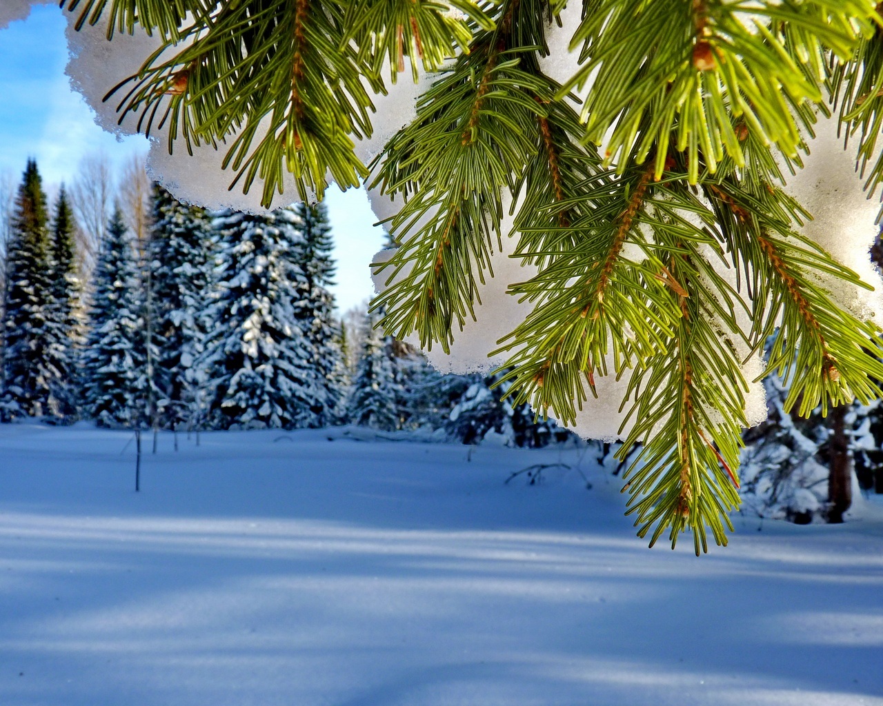 Скачать картинку Снег, Деревья, Пейзаж, Елки, Зима, Растения в телефон бесплатно.
