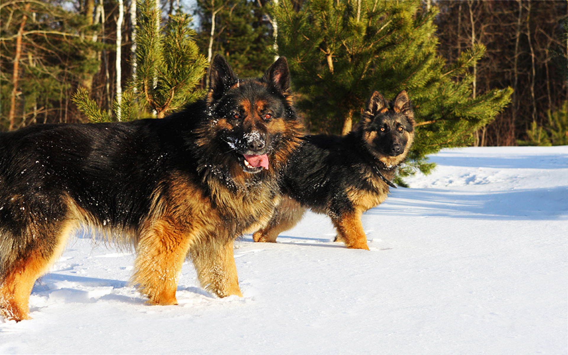 Handy-Wallpaper Tiere, Winter, Hunde, Schnee, Hund, Schäferhund kostenlos herunterladen.