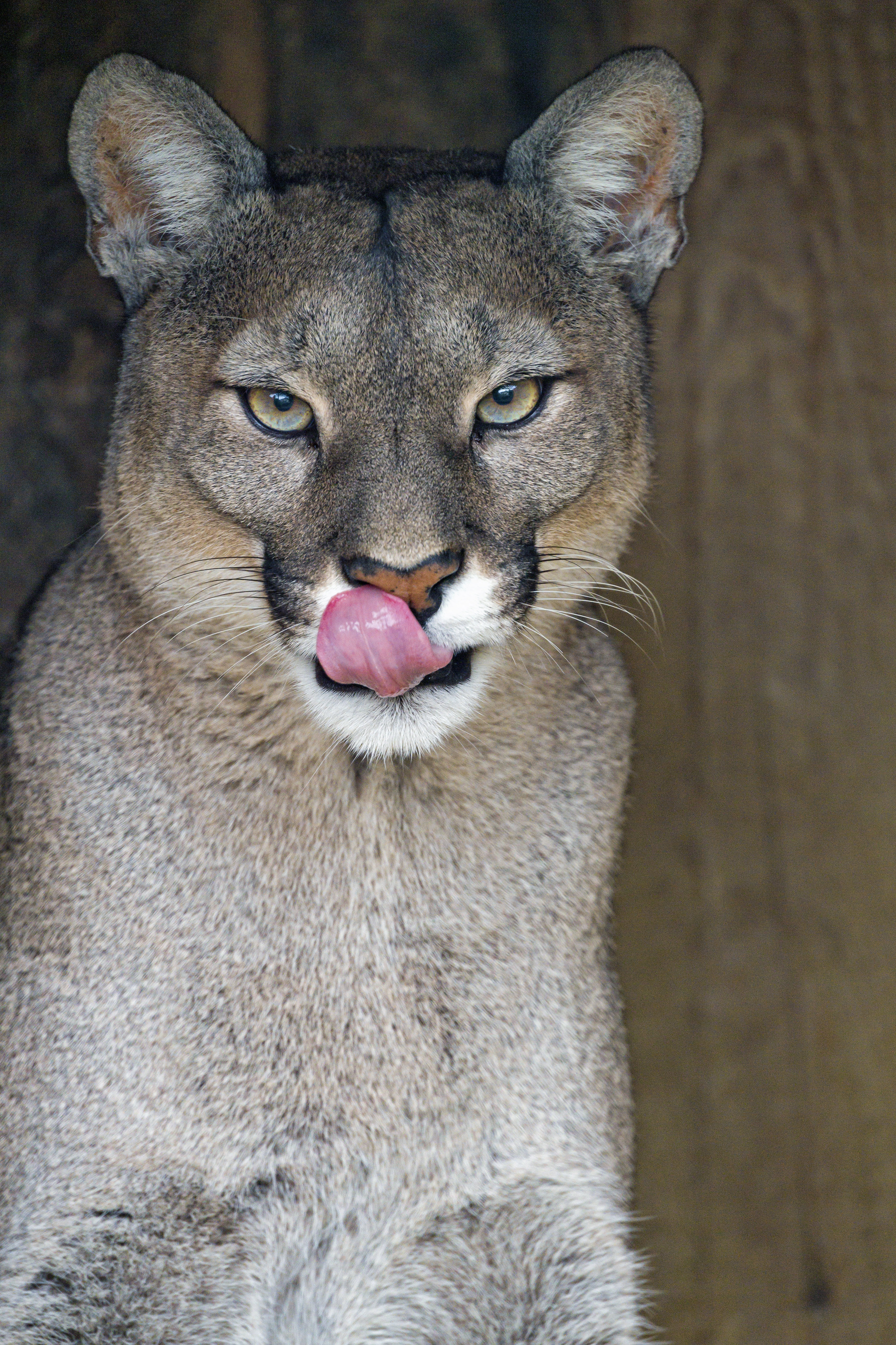 tongue stuck out, animals, big cat, lioness, protruding tongue