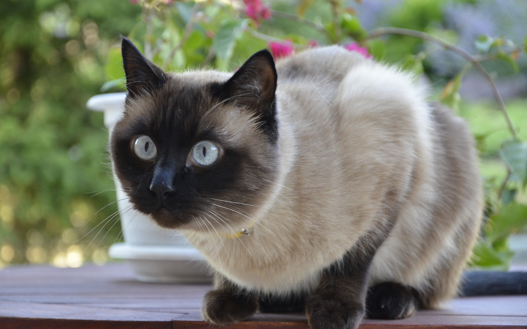 Handy-Wallpaper Tiere, Katzen, Katze kostenlos herunterladen.