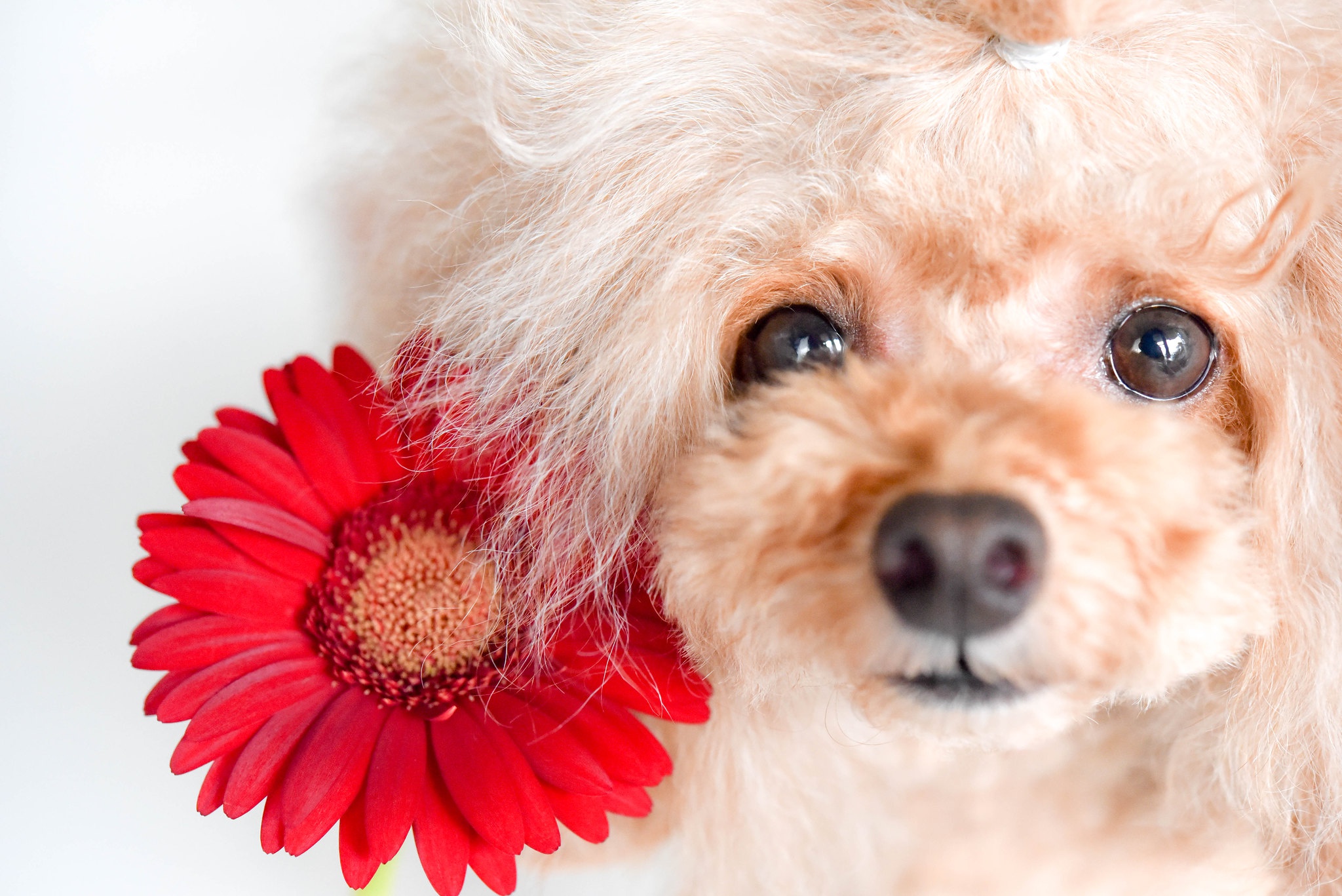 Handy-Wallpaper Tiere, Hunde, Gerbera, Blume, Hund, Pudel kostenlos herunterladen.