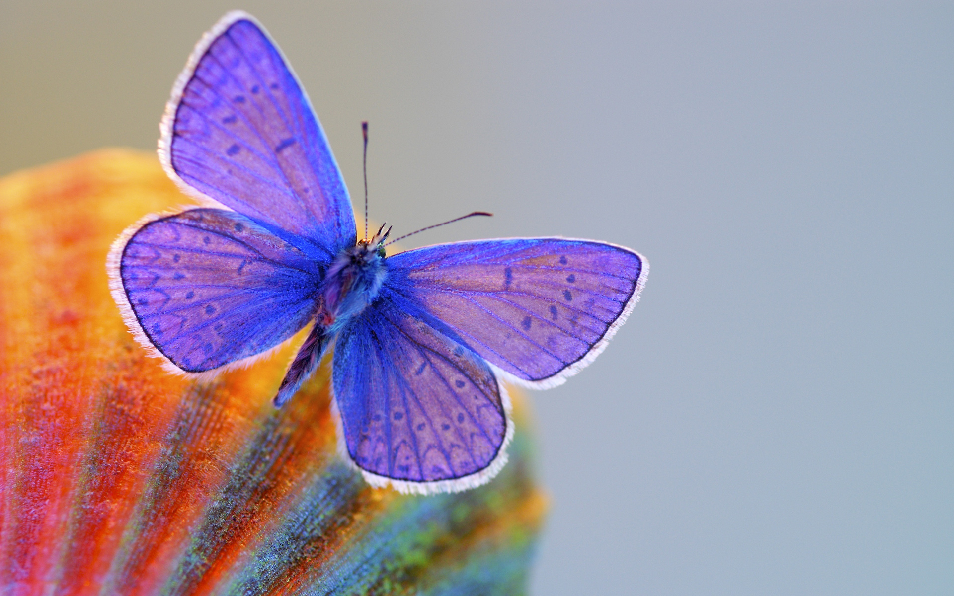 Free download wallpaper Butterfly, Animal on your PC desktop