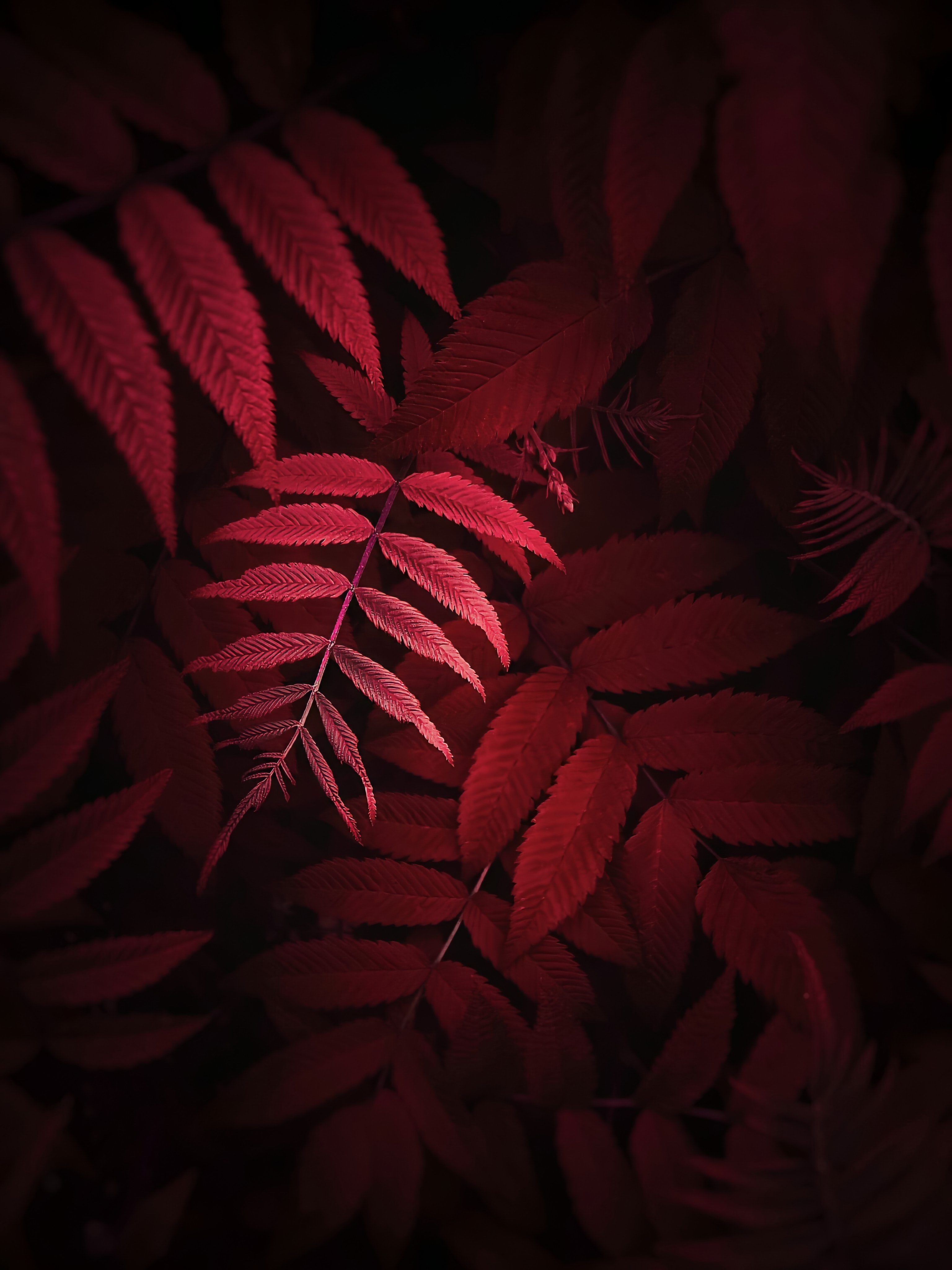 Free download wallpaper Macro, Leaves, Plant, Close Up on your PC desktop