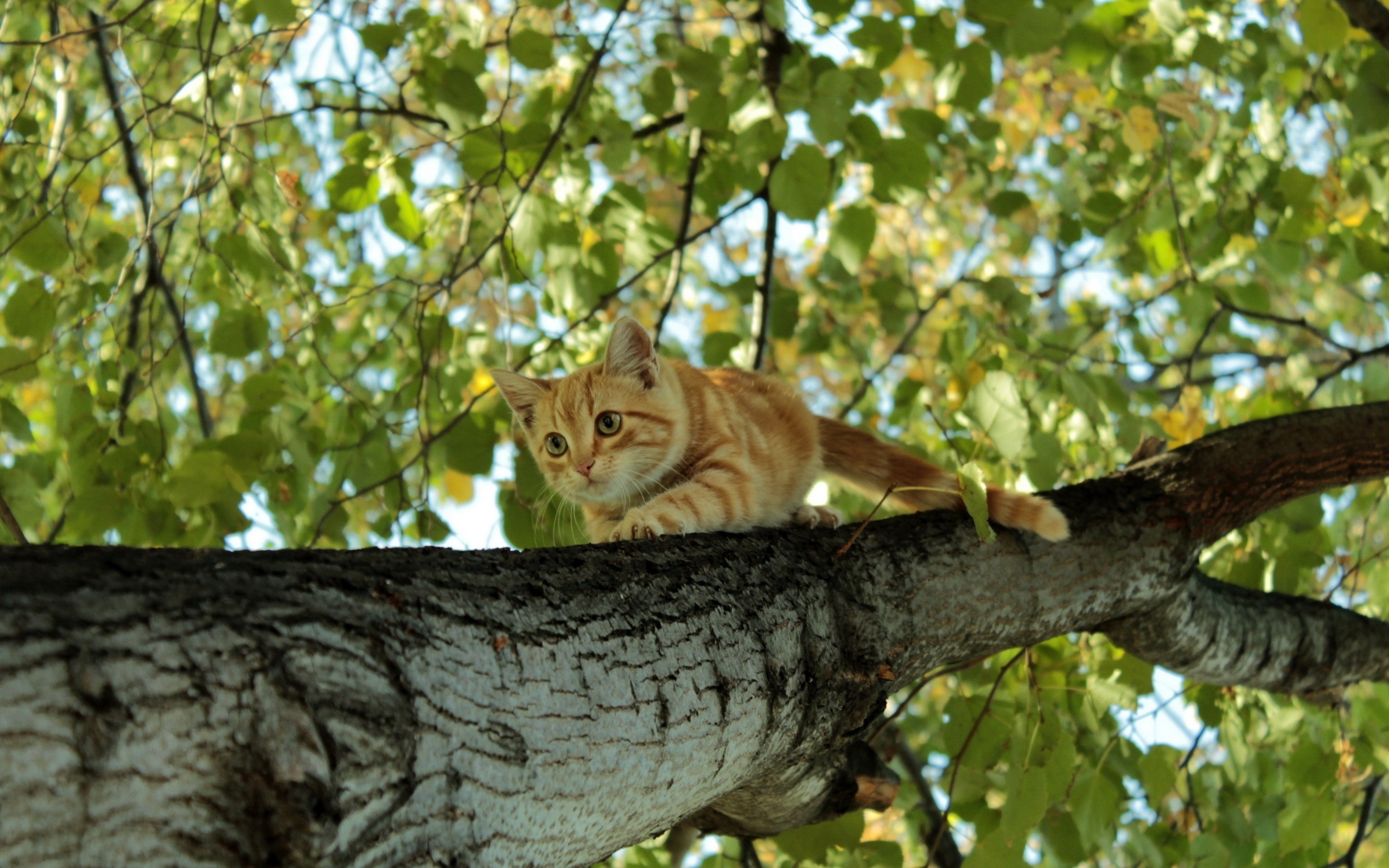 Handy-Wallpaper Tiere, Katzen, Katze kostenlos herunterladen.