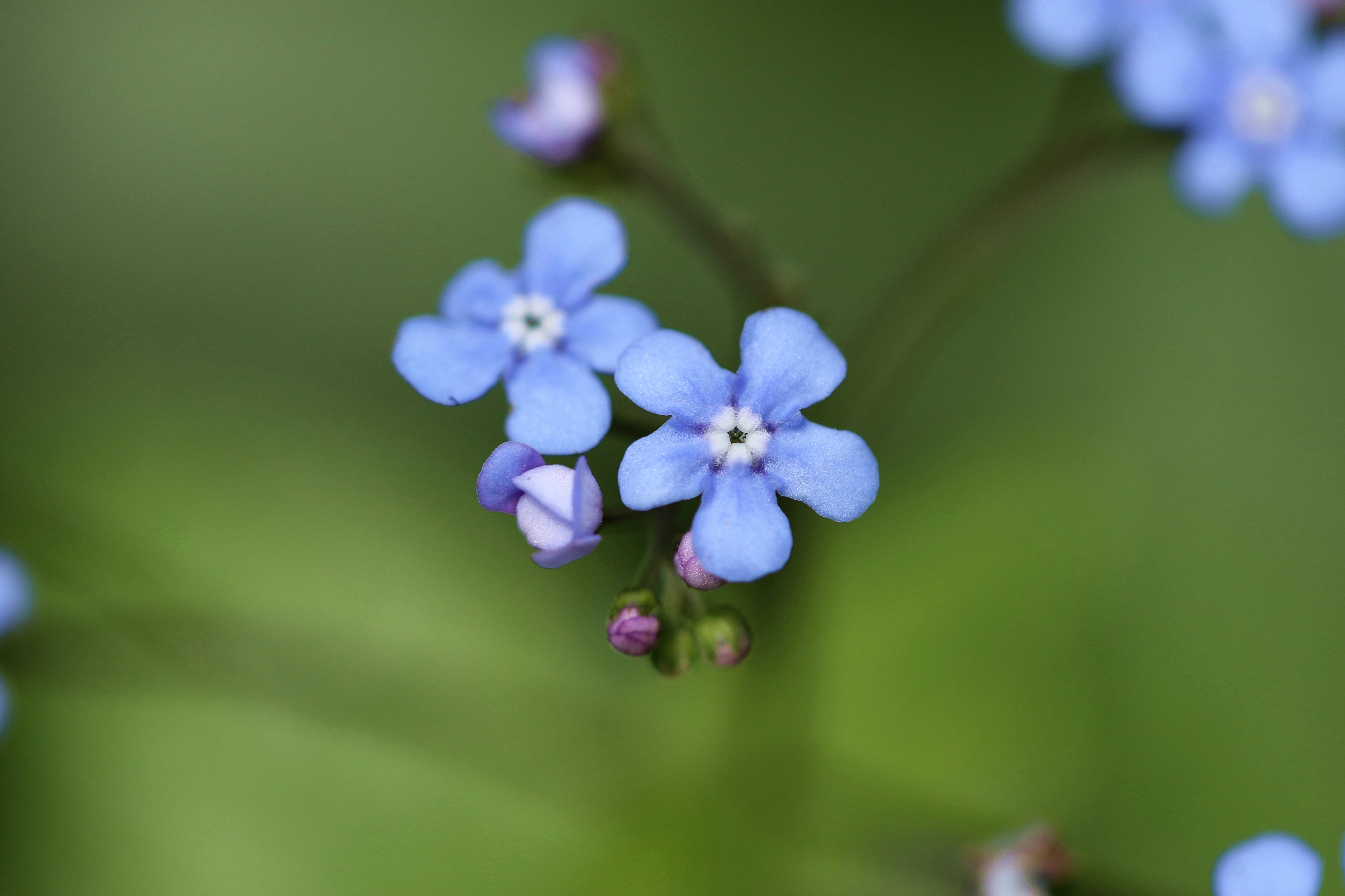 Free download wallpaper Flowers, Flower, Macro, Earth, Petal on your PC desktop