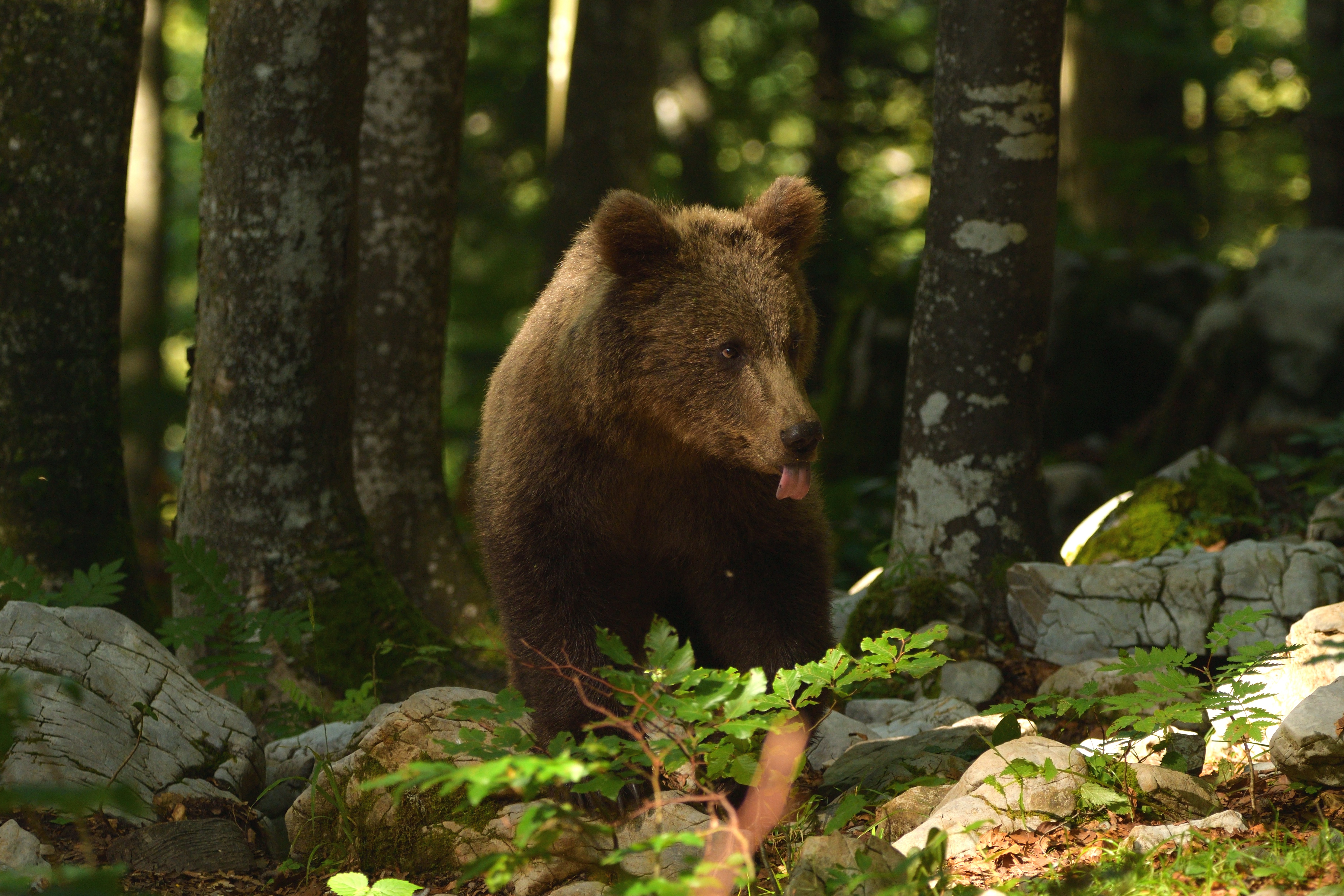 Laden Sie das Tiere, Bären, Bär, Tierbaby, Jungtier-Bild kostenlos auf Ihren PC-Desktop herunter