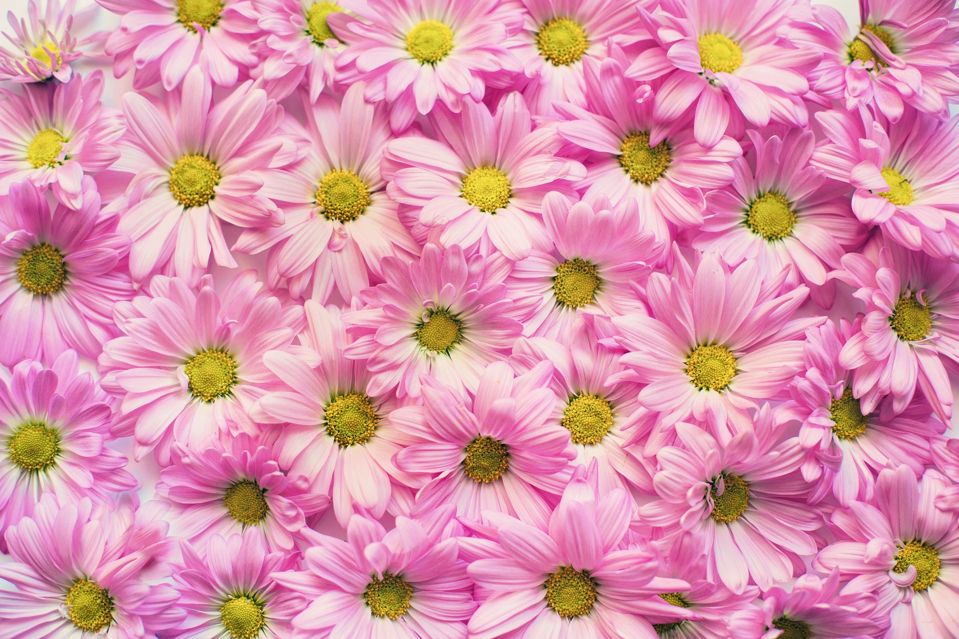 無料モバイル壁紙フラワーズ, 菊, 花, 地球, ピンクの花をダウンロードします。