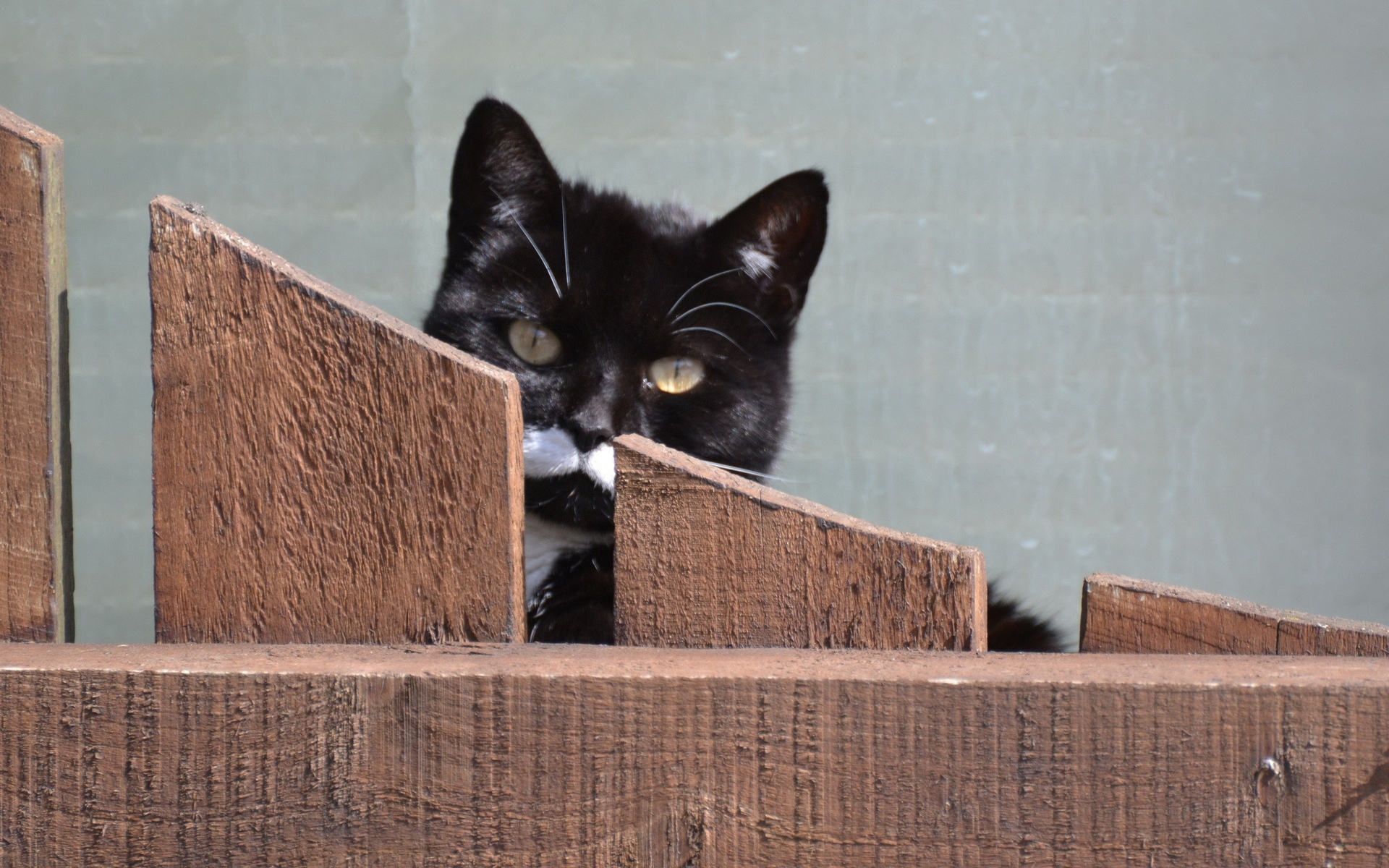 Baixe gratuitamente a imagem Gato, Gatos, Animais na área de trabalho do seu PC