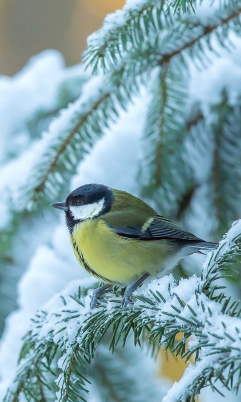 Descarga gratuita de fondo de pantalla para móvil de Animales, Invierno, Naturaleza, Nieve, Pájaro, Rama, Aves, Ave, Herrerillo Bicolor.