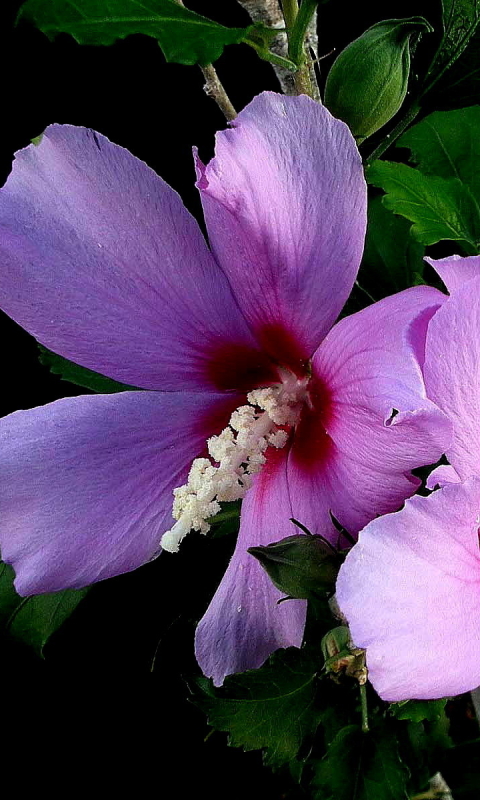 無料モバイル壁紙フラワーズ, 花, 閉じる, 地球, ハイビスカス, ピンクの花をダウンロードします。