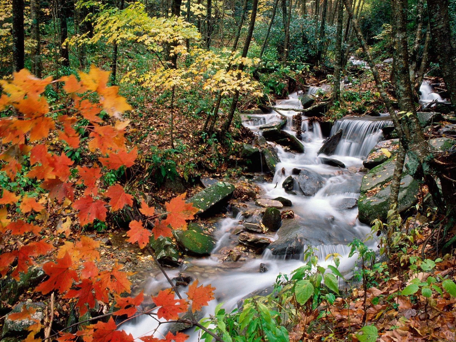 Laden Sie das Natur, Blätter, Wald, Ahorn, Brook, Bach, Herbst-Bild kostenlos auf Ihren PC-Desktop herunter