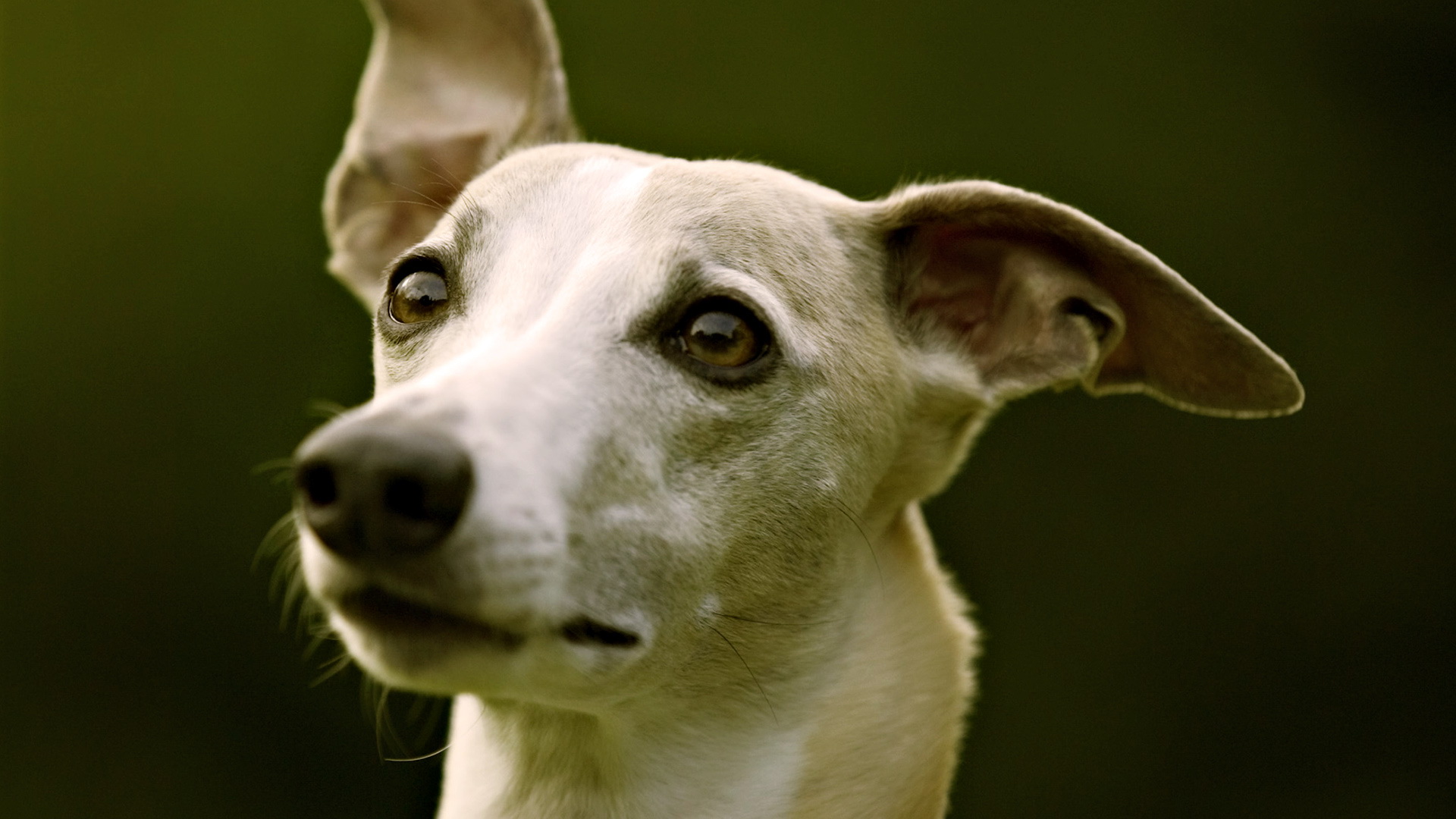 無料モバイル壁紙動物, 犬をダウンロードします。