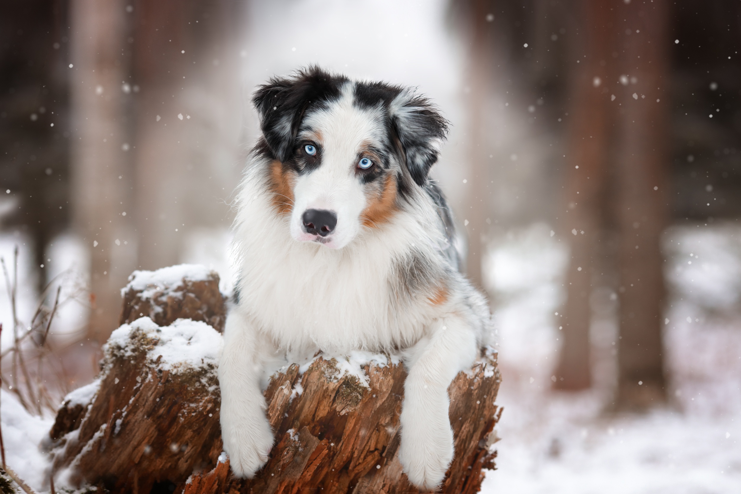 Laden Sie das Tiere, Winter, Hunde, Hund, Australischer Hirte, Tiefenschärfe-Bild kostenlos auf Ihren PC-Desktop herunter