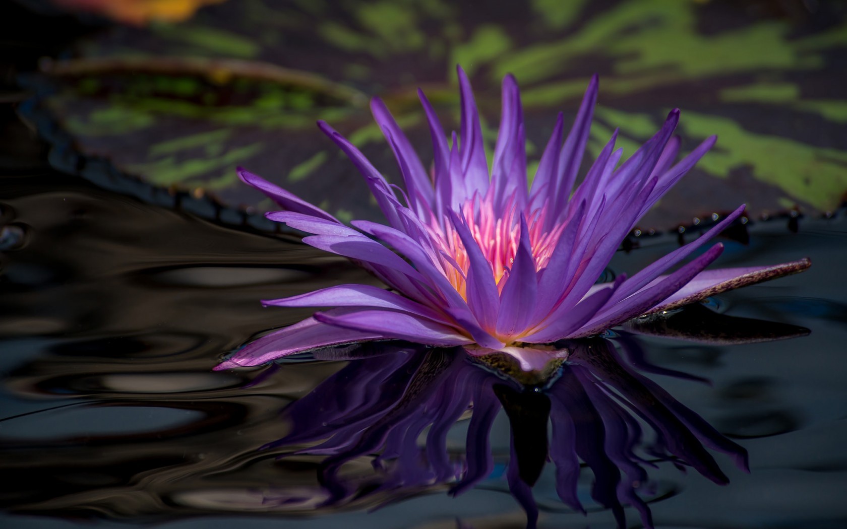 Free download wallpaper Flowers, Flower, Close Up, Earth, Water Lily, Purple Flower on your PC desktop
