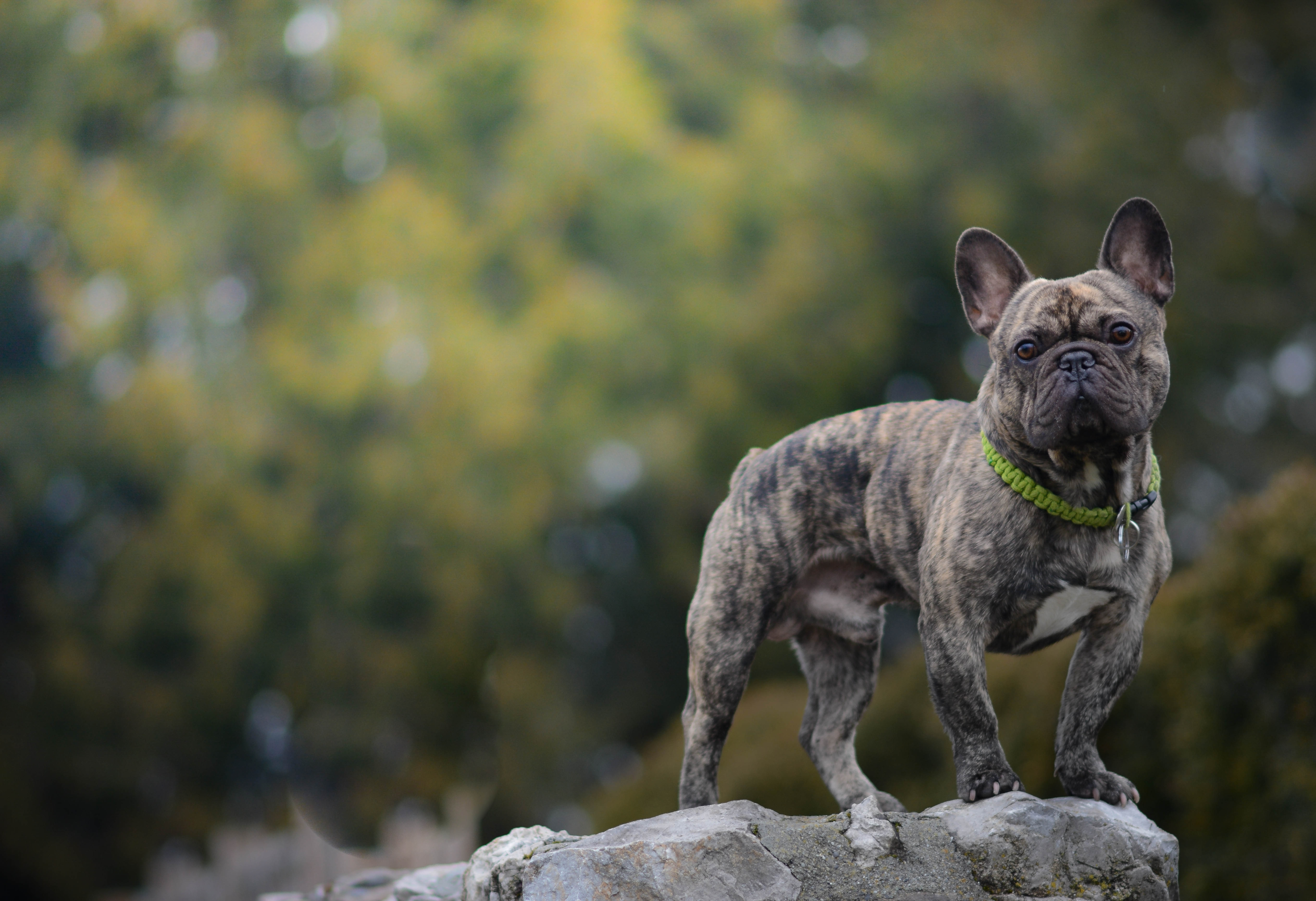 Laden Sie das Tiere, Hunde, Hund, Französisch Bulldogge-Bild kostenlos auf Ihren PC-Desktop herunter