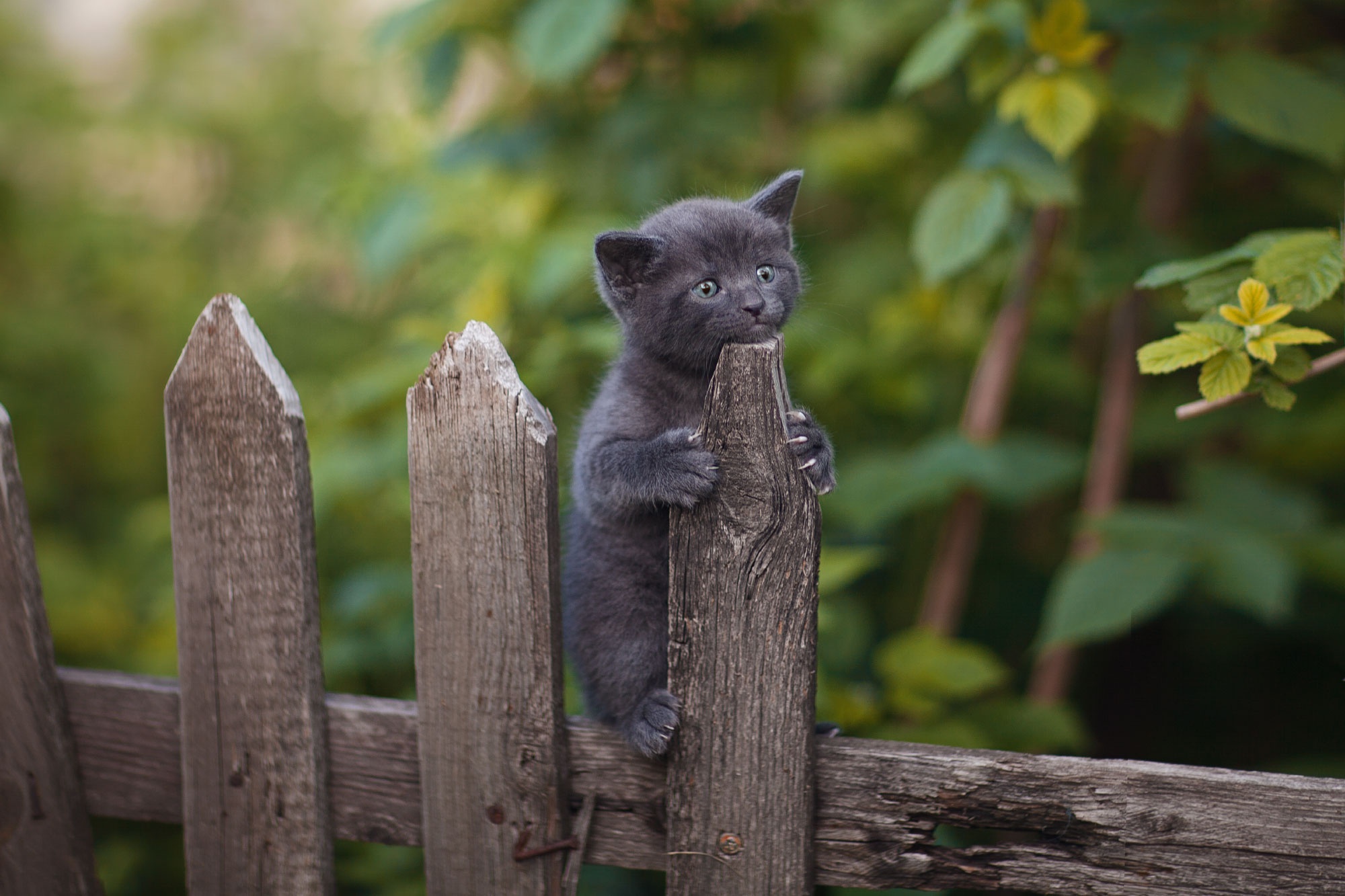 Laden Sie das Tiere, Katzen, Katze, Kätzchen, Tierbaby-Bild kostenlos auf Ihren PC-Desktop herunter