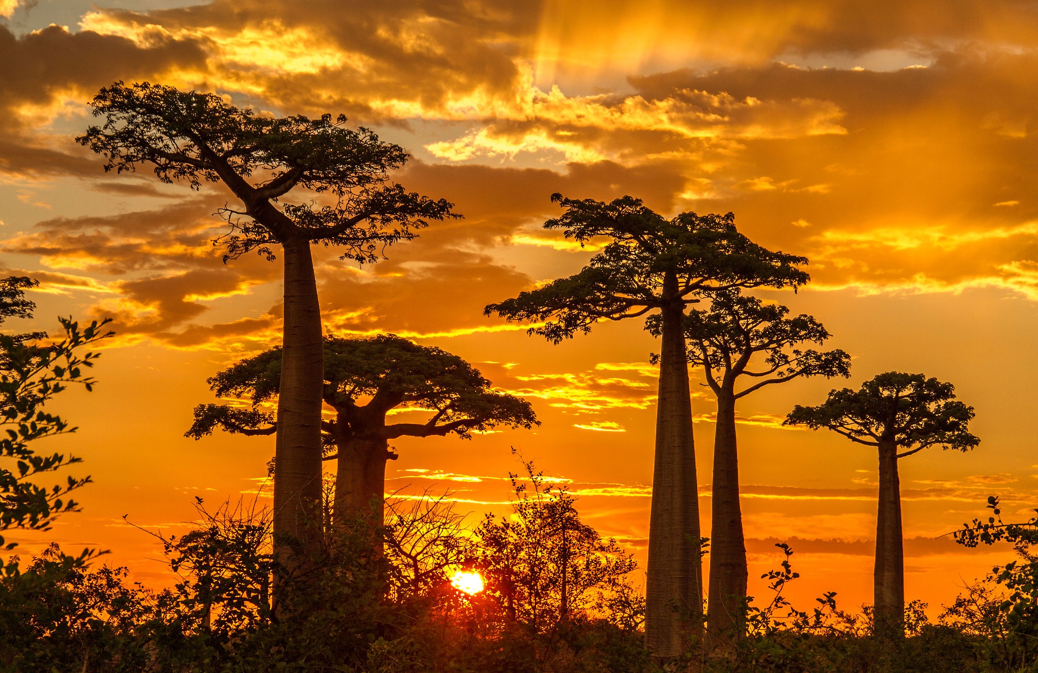487501壁紙のダウンロード地球, バオバブの木, マダガスカル, 日没, 木-スクリーンセーバーと写真を無料で