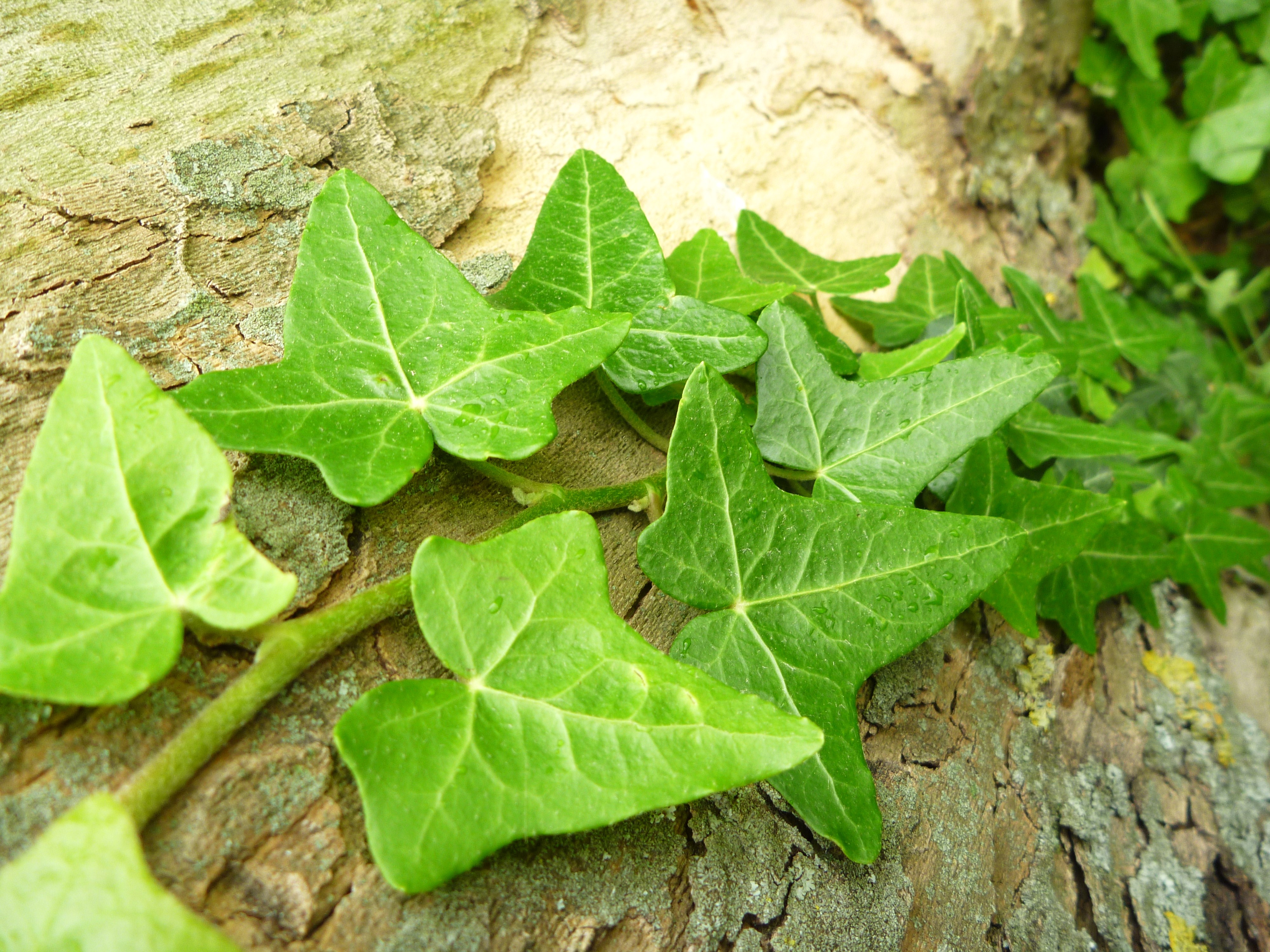 earth, ivy, leaf, nature