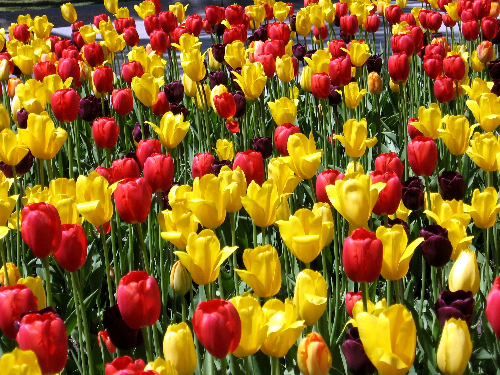 112914 baixar imagens flores, tulipas, primavera, humor, diferente, ensolarado - papéis de parede e protetores de tela gratuitamente