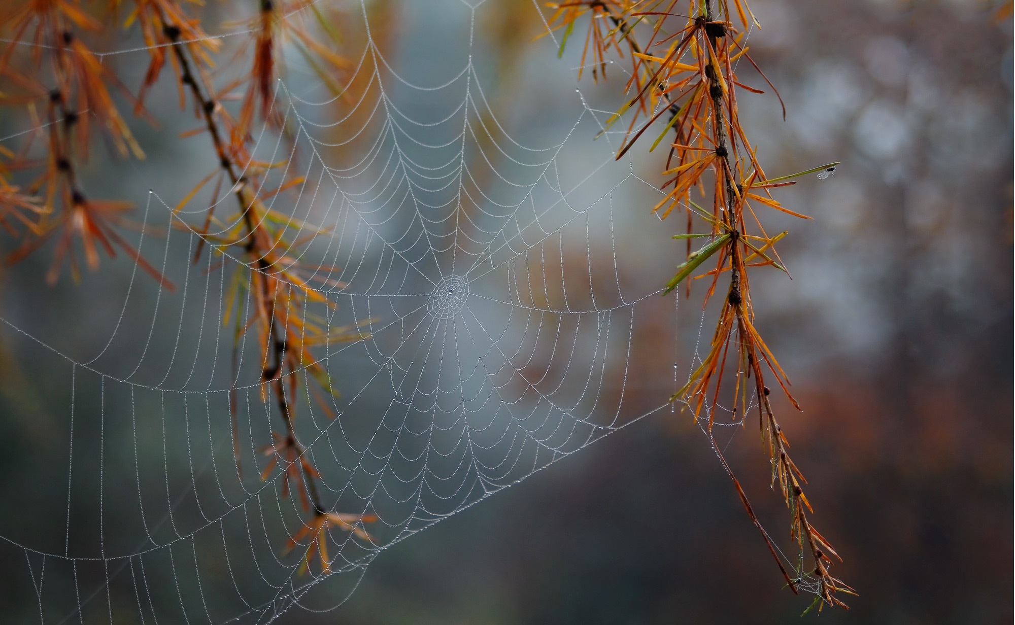Download mobile wallpaper Nature, Photography, Spider Web for free.