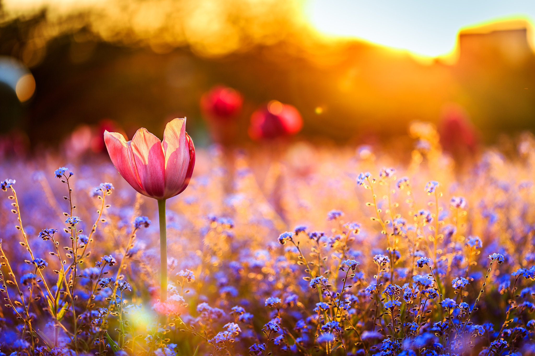 376537 завантажити картинку весна, земля, тюльпан, синя квітка, боке, квітка, червона квітка, сонячно, флауерзи - шпалери і заставки безкоштовно