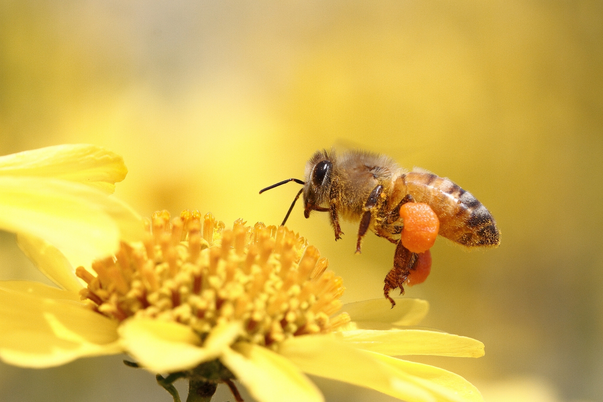 313363 завантажити картинку тварина, бджола, комахи - шпалери і заставки безкоштовно