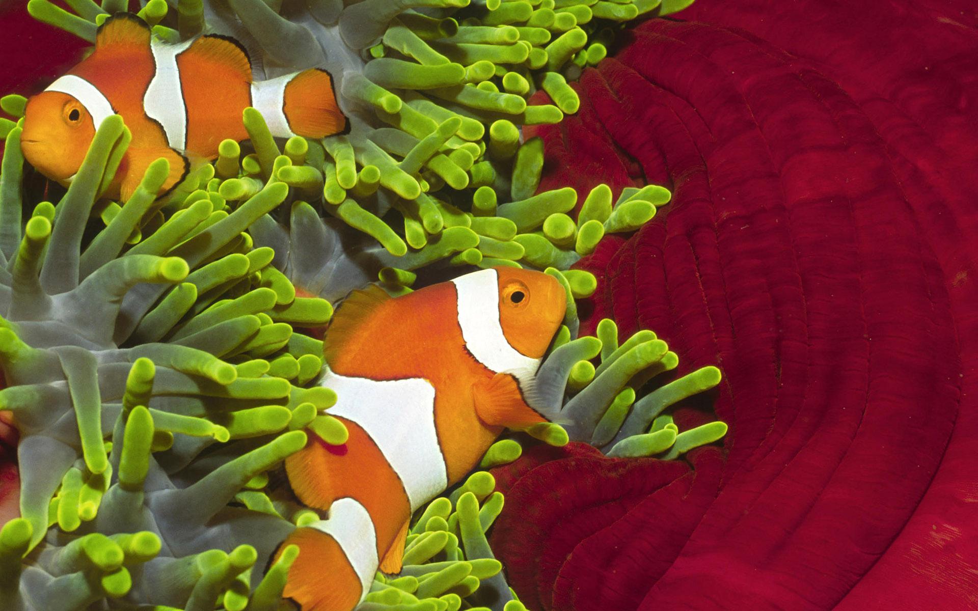 Download mobile wallpaper Clownfish, Fishes, Fish, Animal for free.