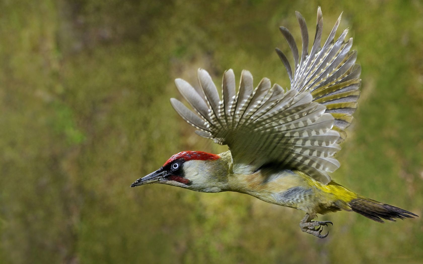 Free download wallpaper Birds, Bird, Animal on your PC desktop