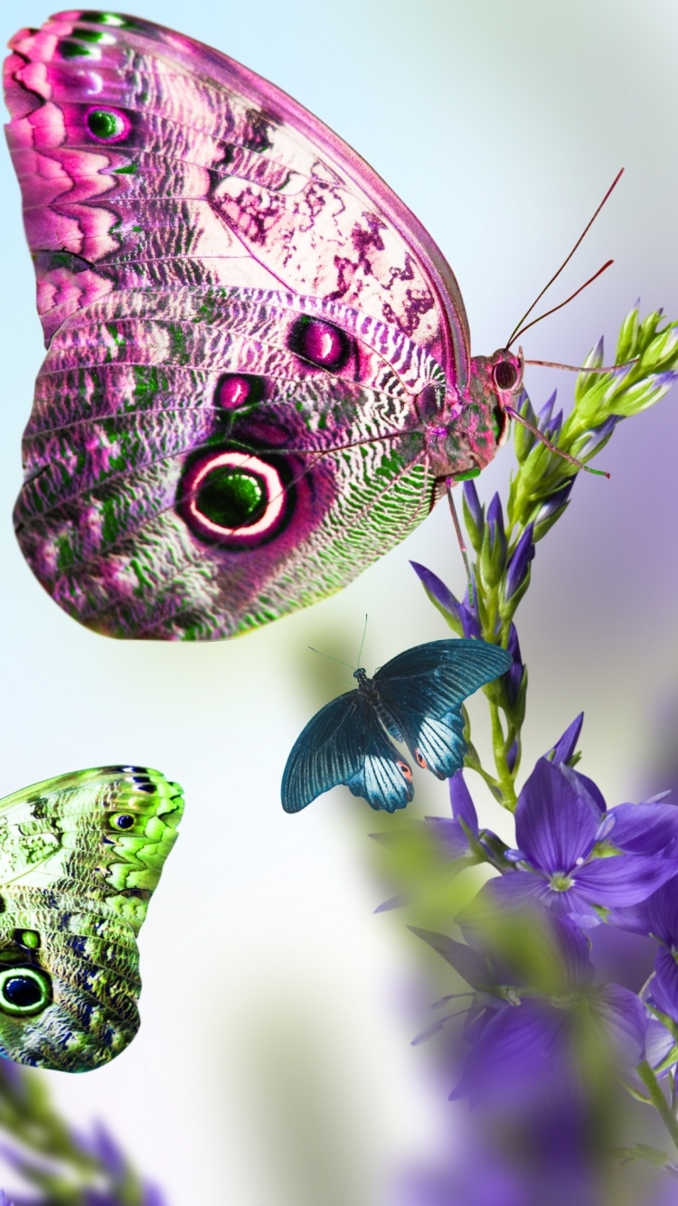 Download mobile wallpaper Colors, Butterfly, Animal for free.