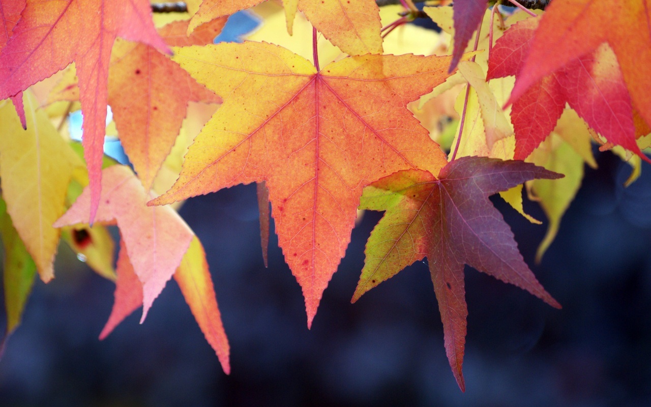 Laden Sie das Blatt, Erde/natur-Bild kostenlos auf Ihren PC-Desktop herunter