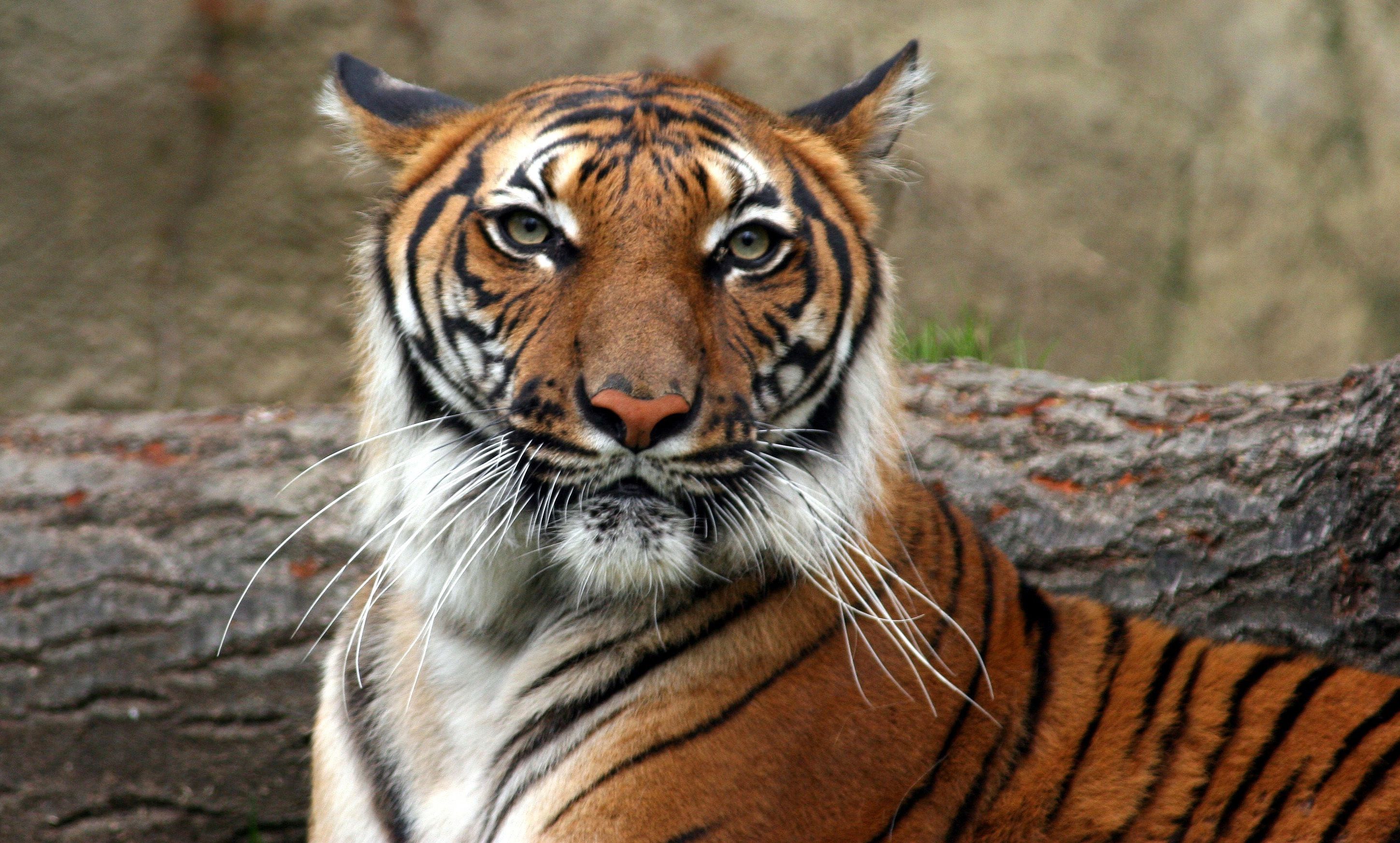 Baixar papel de parede para celular de Gatos, Animais, Tigre gratuito.