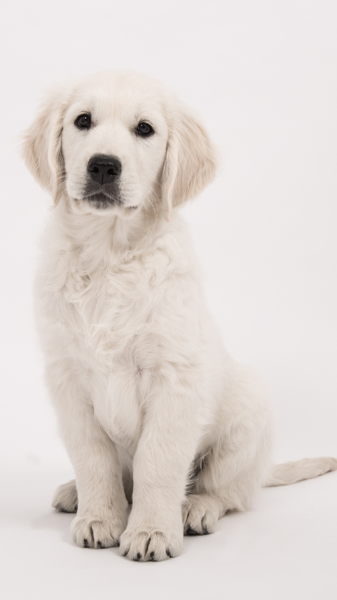 Download mobile wallpaper Dogs, Dog, Animal, Puppy, Golden Retriever for free.