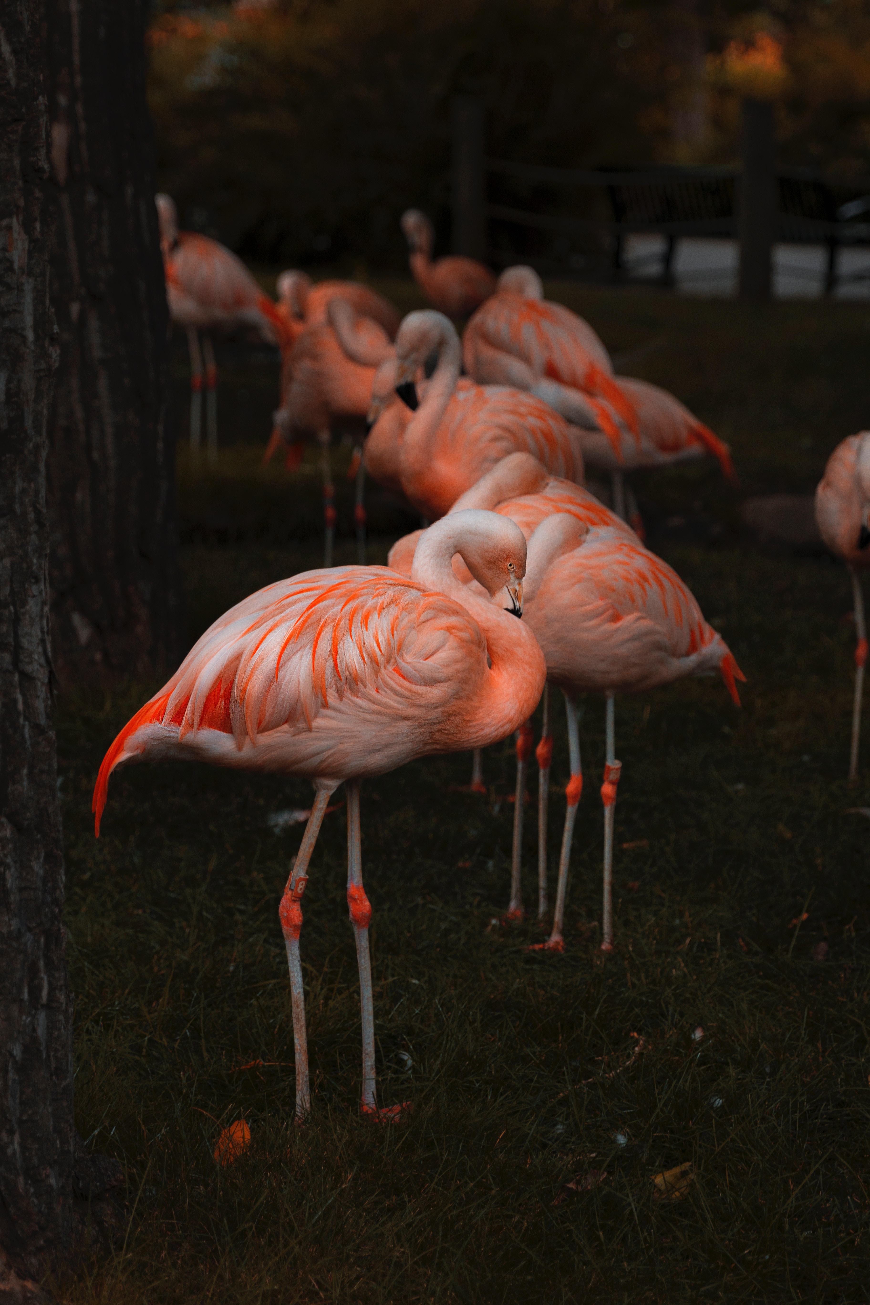 118282 Hintergrundbild herunterladen glatt, flamingo, feder, farbe, tiere, vögel, unschärfe - Bildschirmschoner und Bilder kostenlos