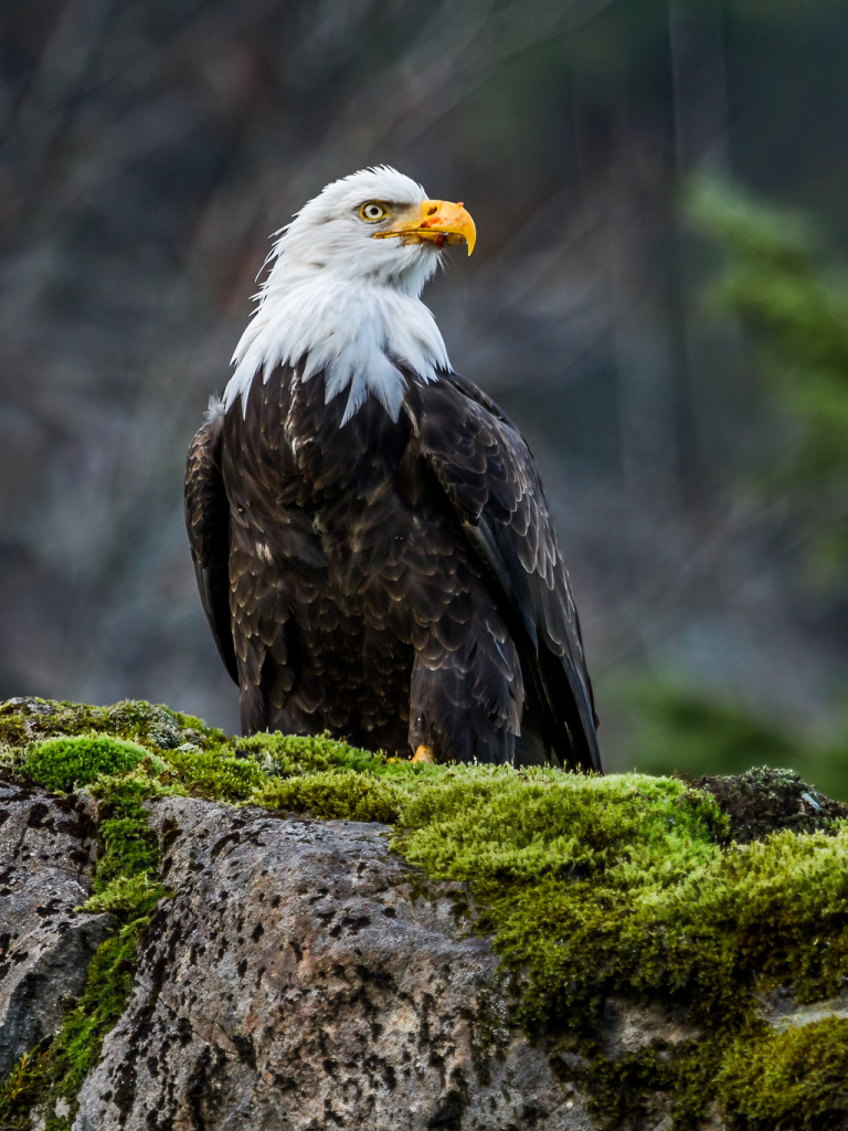 Download mobile wallpaper Bald Eagle, Birds, Animal for free.