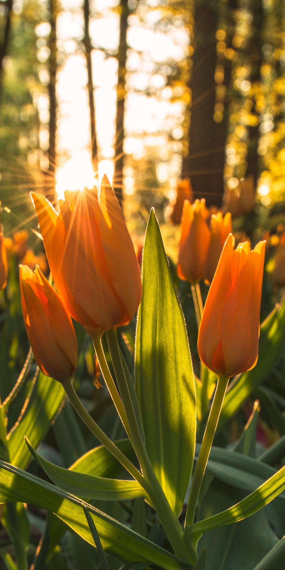 Téléchargez des papiers peints mobile Fleurs, Fleur, Tulipe, Fleur Jaune, Rayon De Soleil, La Nature, Terre/nature, Graine De Soleil gratuitement.