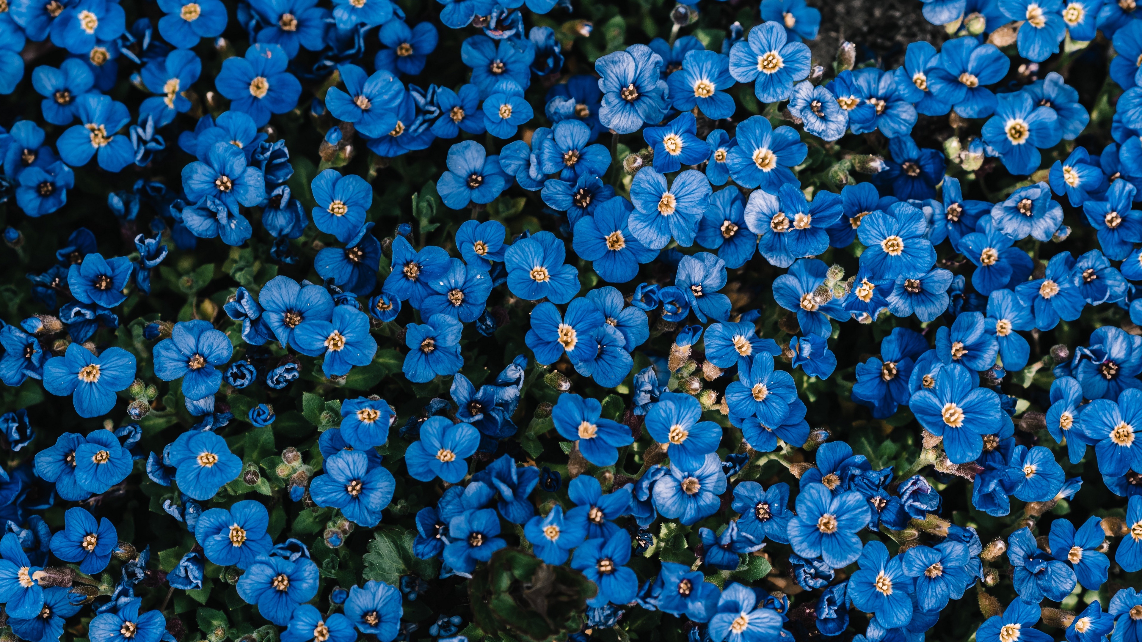 Download mobile wallpaper Blue Flower, Flowers, Flower, Earth for free.