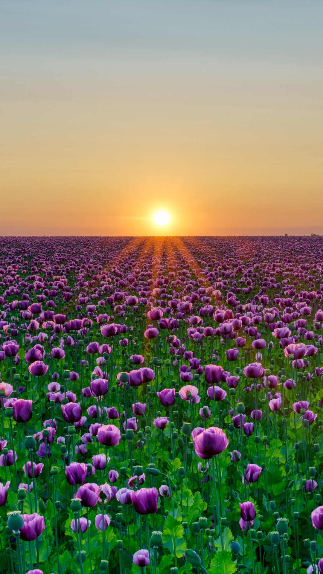 Download mobile wallpaper Flowers, Sunset, Sun, Summer, Flower, Earth, Field, Poppy, Purple Flower for free.