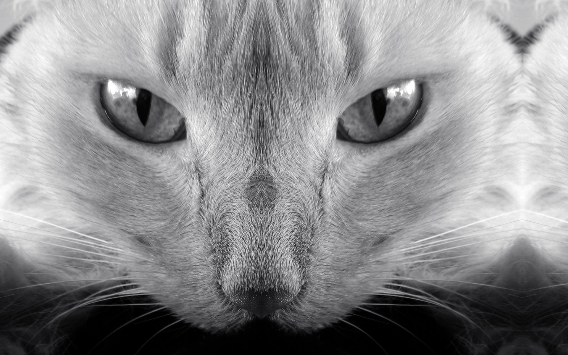 Free download wallpaper Cat, Cats, Animal on your PC desktop