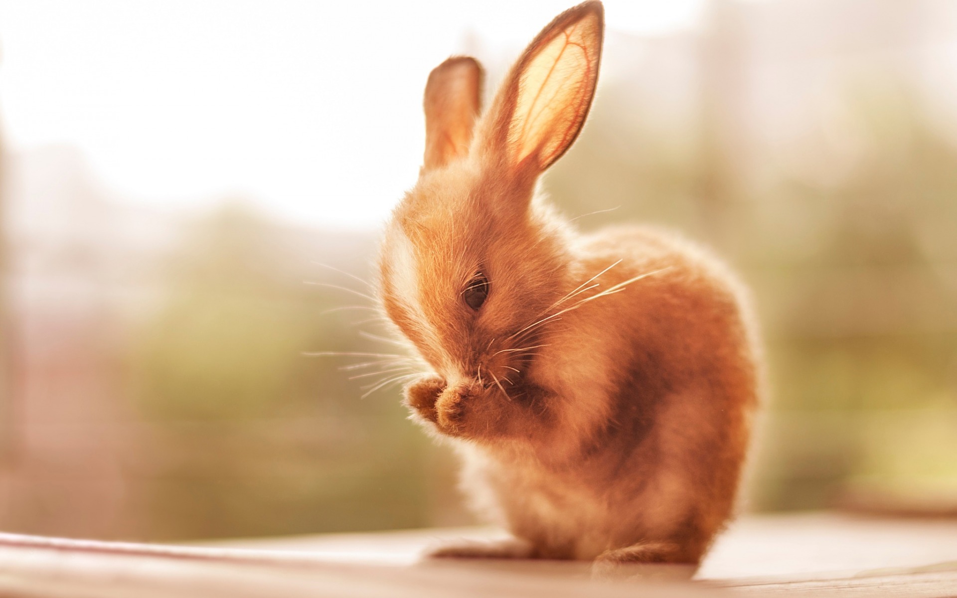 Download mobile wallpaper Animal, Rabbit for free.