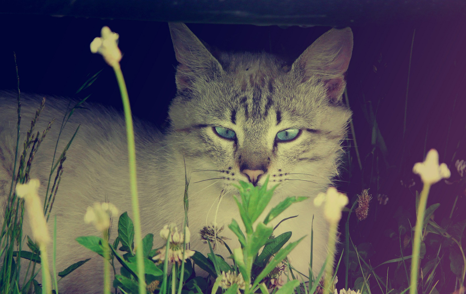 Handy-Wallpaper Tiere, Katzen, Katze kostenlos herunterladen.