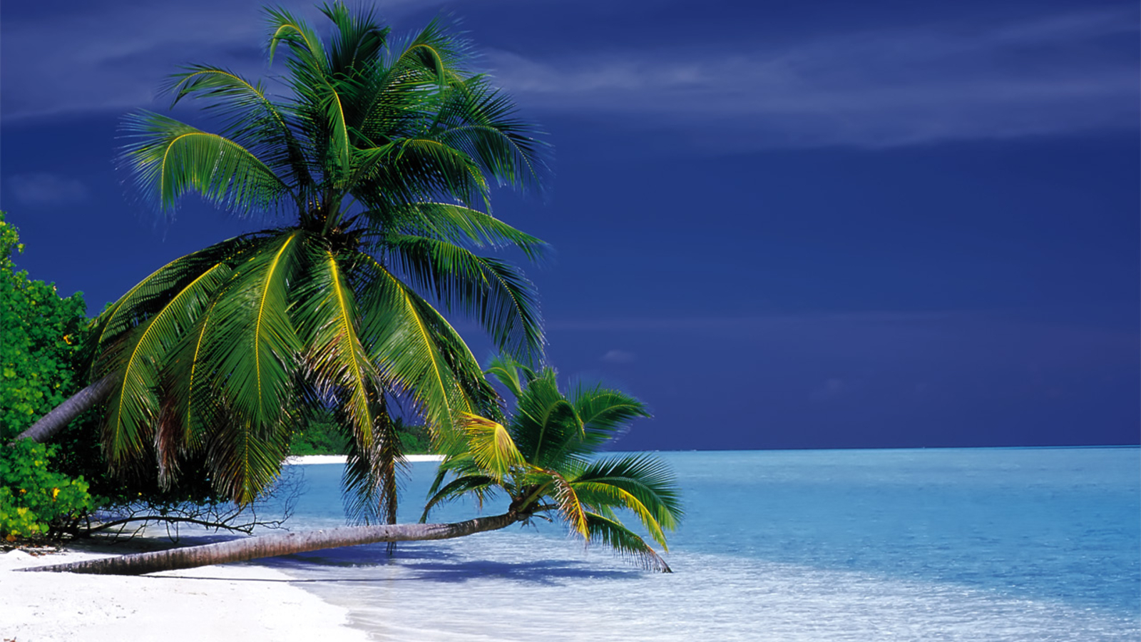 Descarga gratis la imagen Playa, Océano, Maldivas, Tierra/naturaleza, Palmera en el escritorio de tu PC