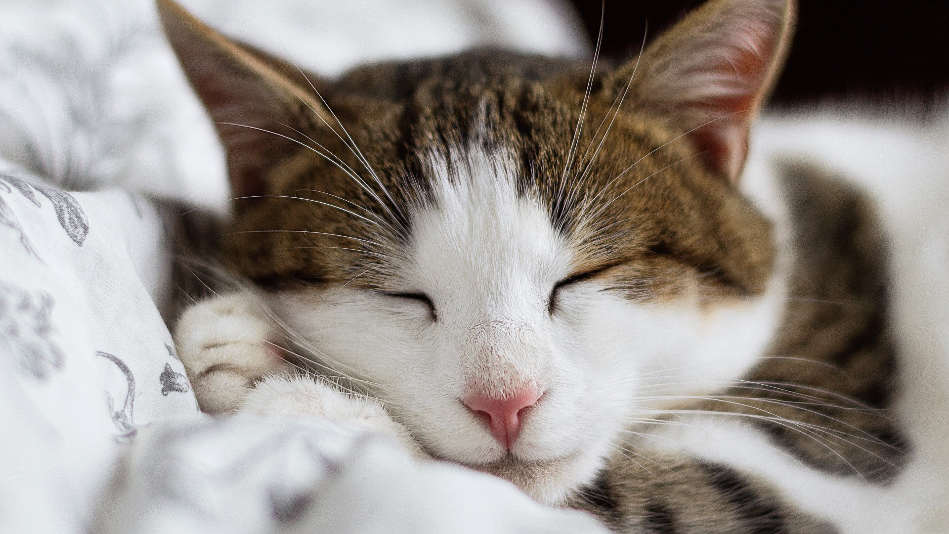 Download mobile wallpaper Cats, Cat, Animal, Sleeping for free.