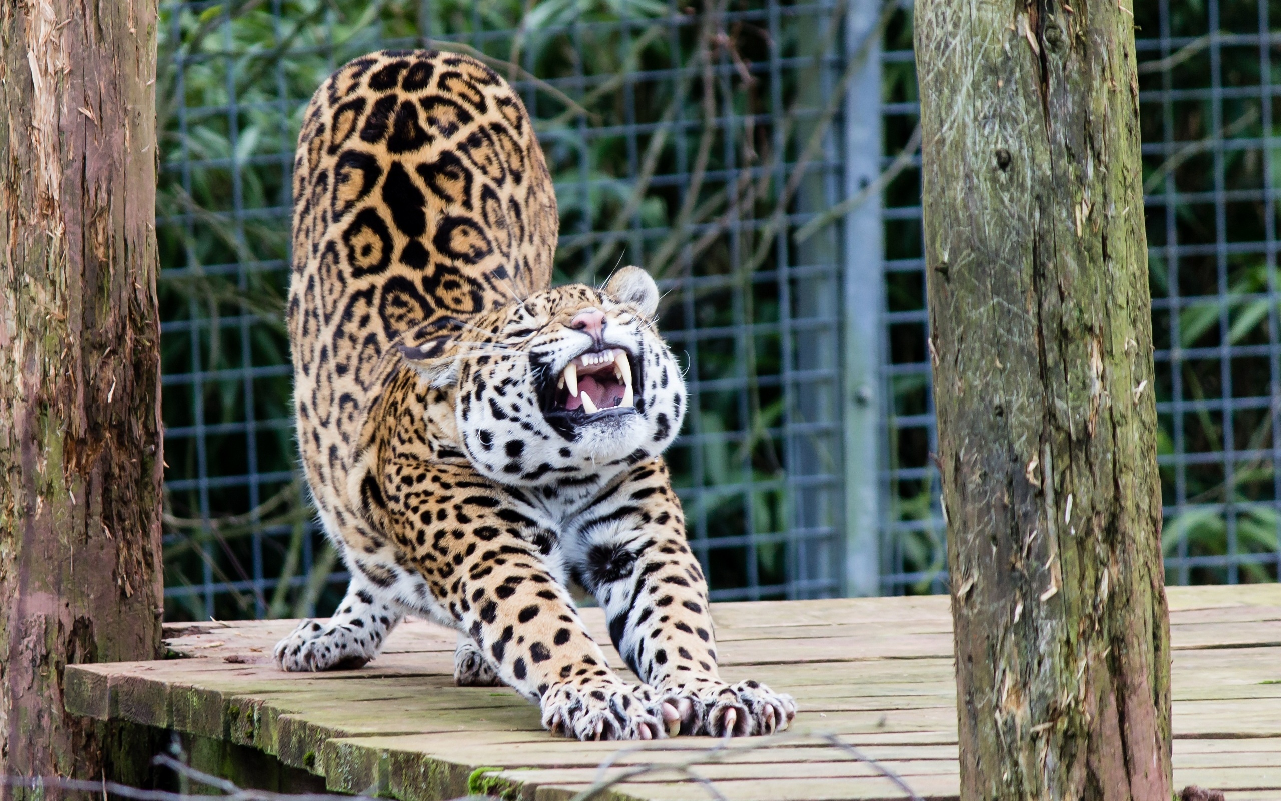 Descarga gratuita de fondo de pantalla para móvil de Jaguar, Gatos, Animales.