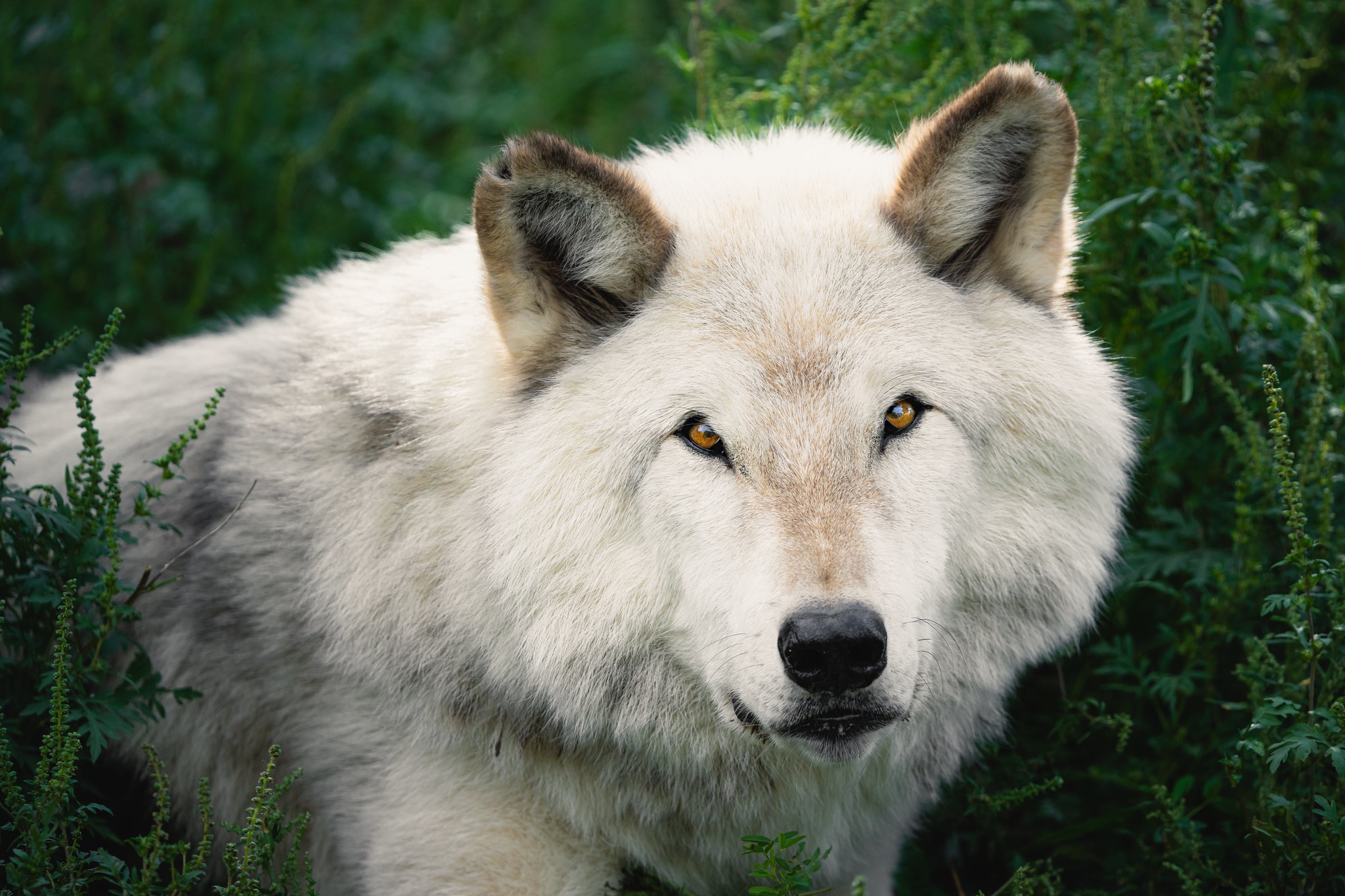 PCデスクトップに動物, オオカミ, 狼, 見詰める画像を無料でダウンロード