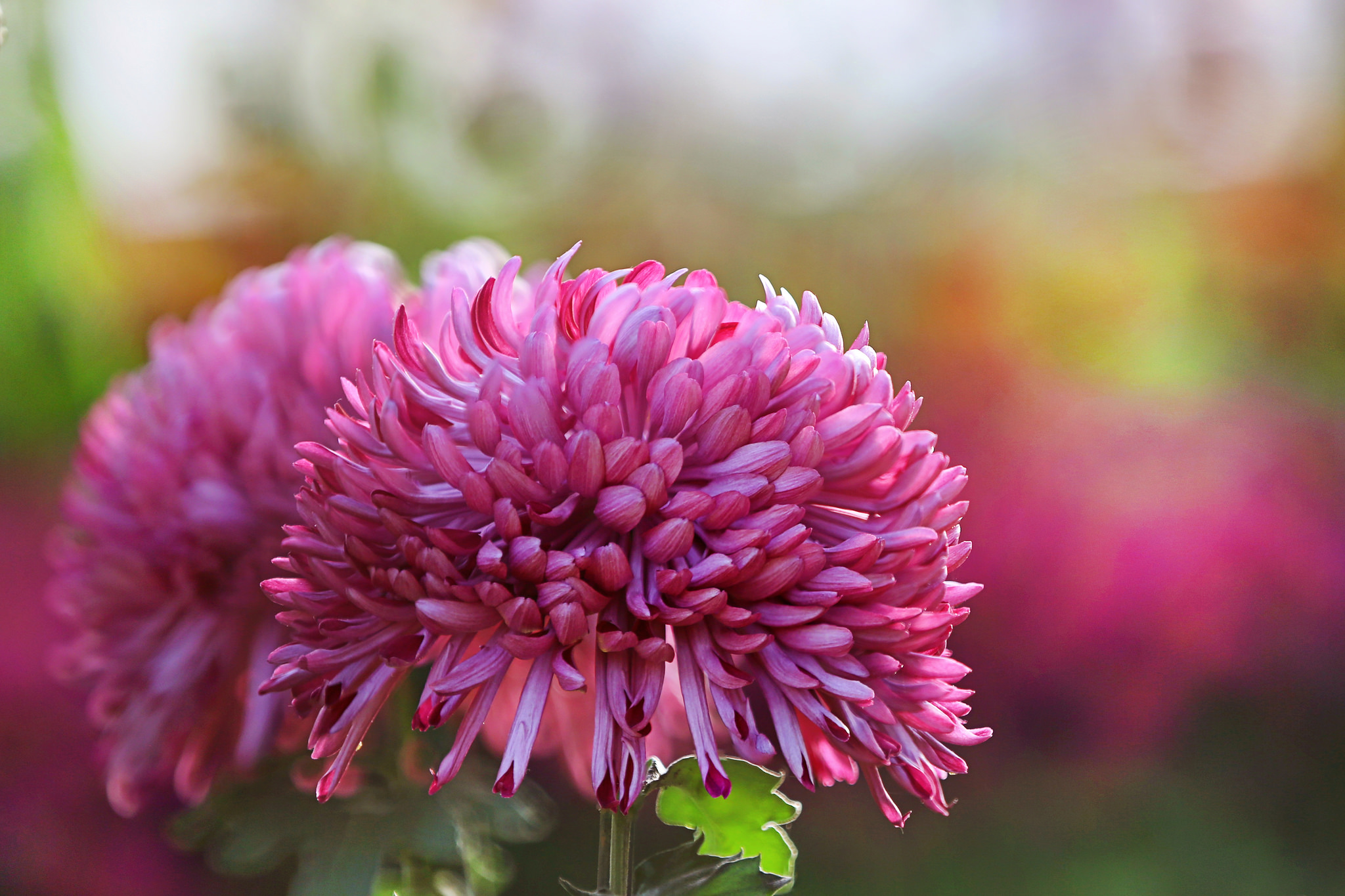 Free download wallpaper Nature, Flowers, Chrysanthemum, Flower, Macro, Blur, Earth, Pink Flower on your PC desktop