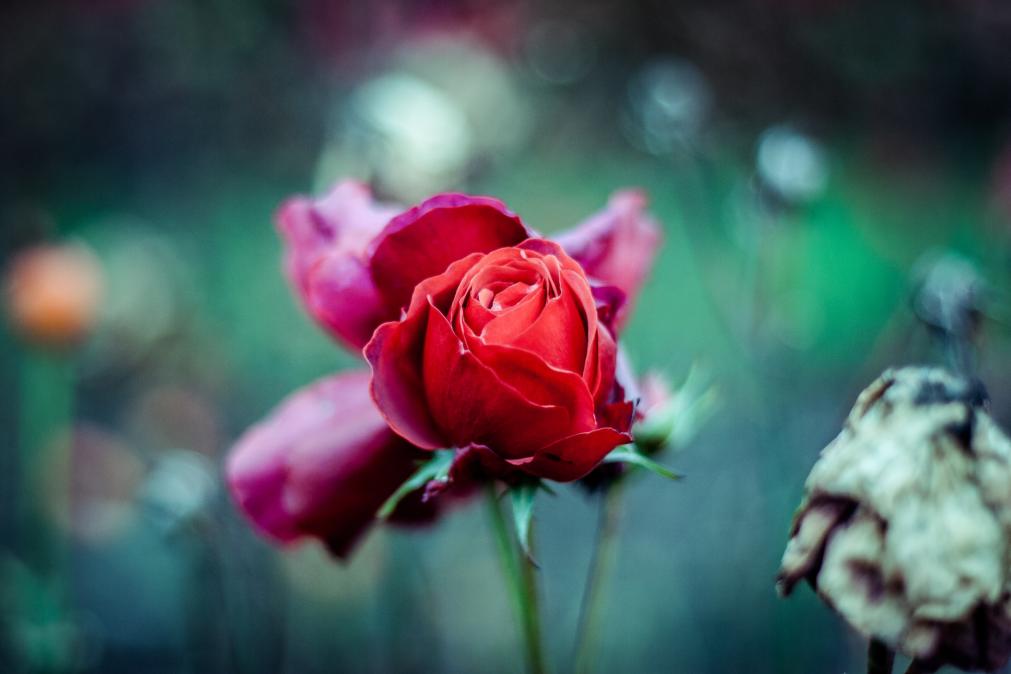 android red rose, bud, stalk, flowers, blur, smooth, stem