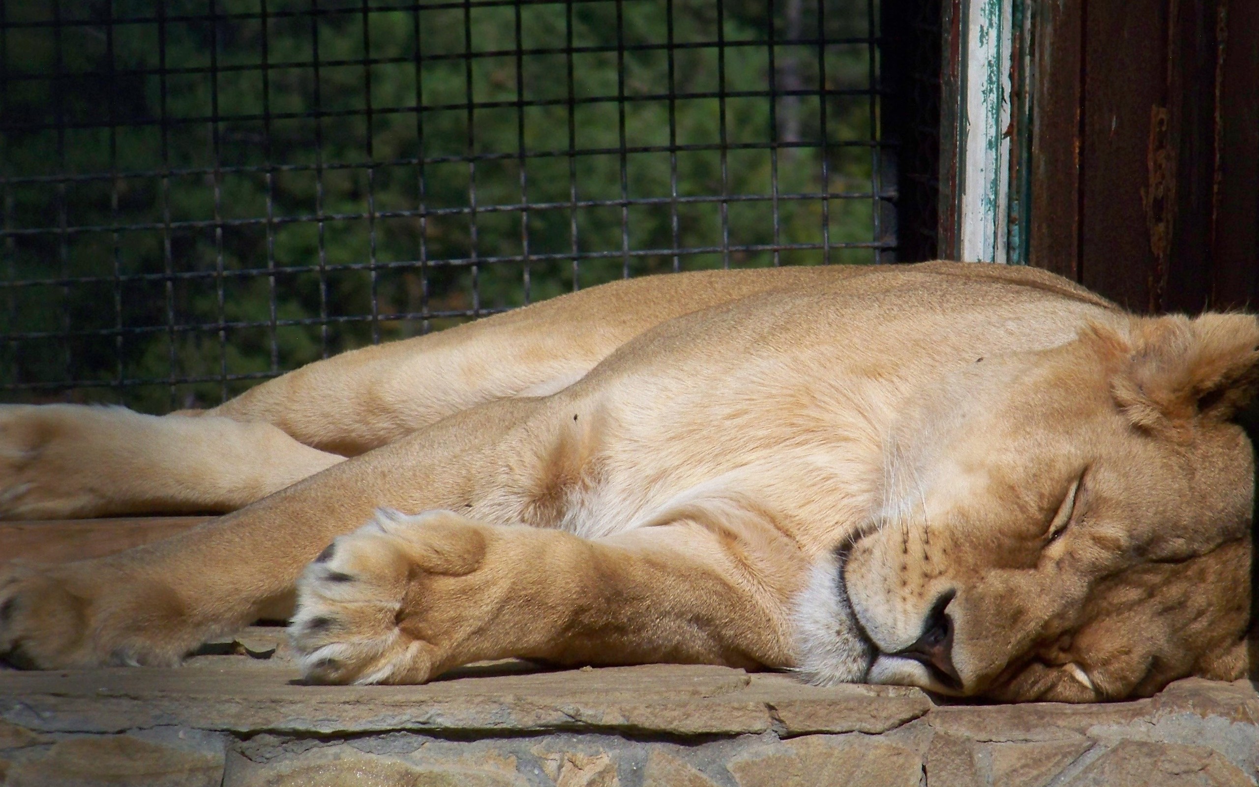 Descarga gratuita de fondo de pantalla para móvil de Animales, Gatos, León.