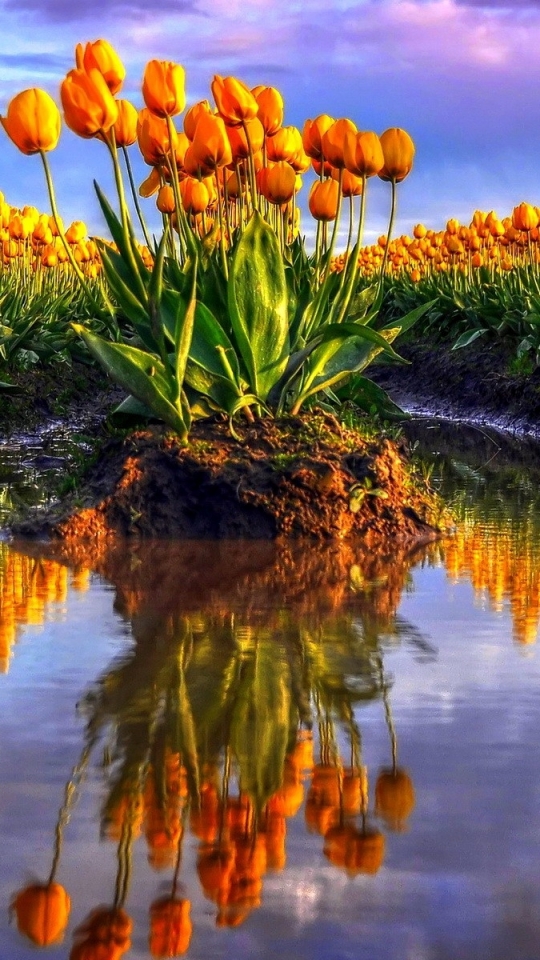 Descarga gratuita de fondo de pantalla para móvil de Flores, Tulipán, Tierra/naturaleza.